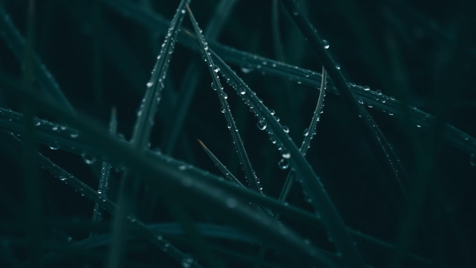 Close-up of dew on dark green grass blades at dawn